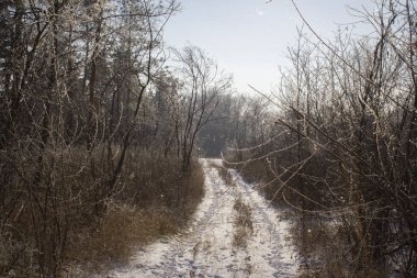 Donmuş çalıların arasından geçen yol