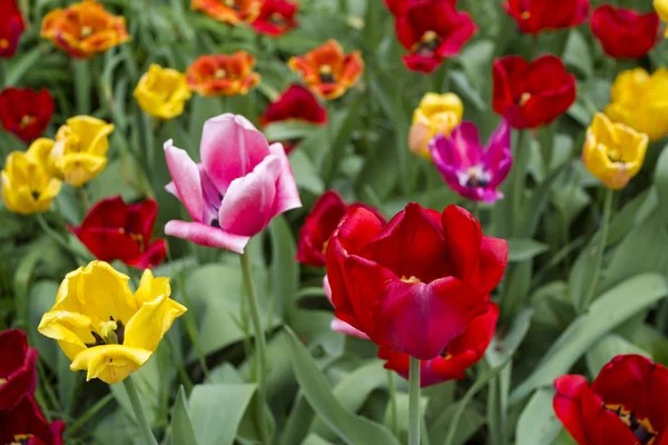 Beautiful Flower Spring Garden — Stock Photo, Image