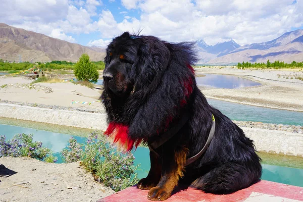 Tibetli Mastiff Tibet Çin Yamdrok Gölü — Stok fotoğraf