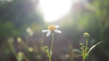 Doğanın klasik, yumuşak odak noktası sabah ılık güneş ışığı arka planında yabani çiçek..