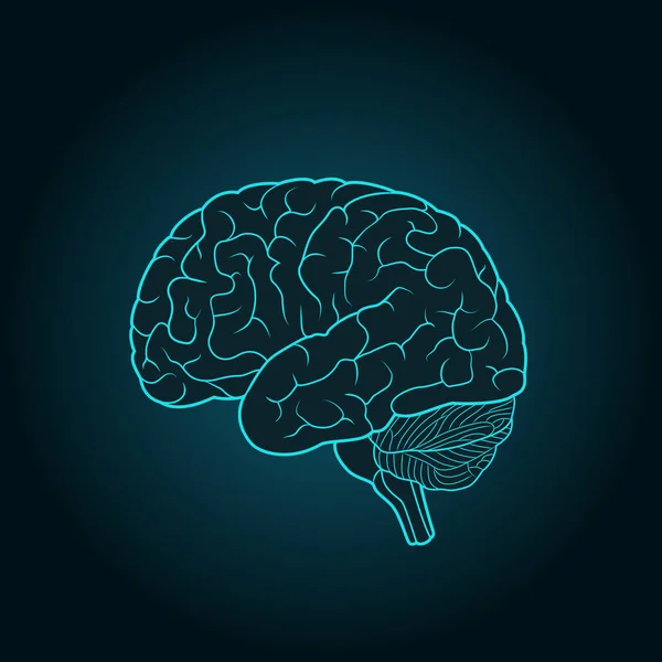 Ilustración esquemática del cerebro humano sobre un fondo azul — Vector de stock