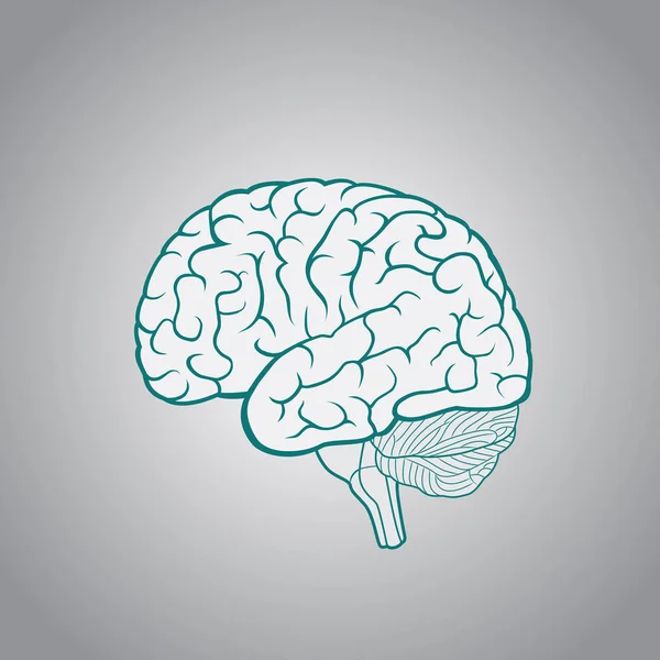 Ilustración esquemática del cerebro humano sobre un fondo claro — Vector de stock
