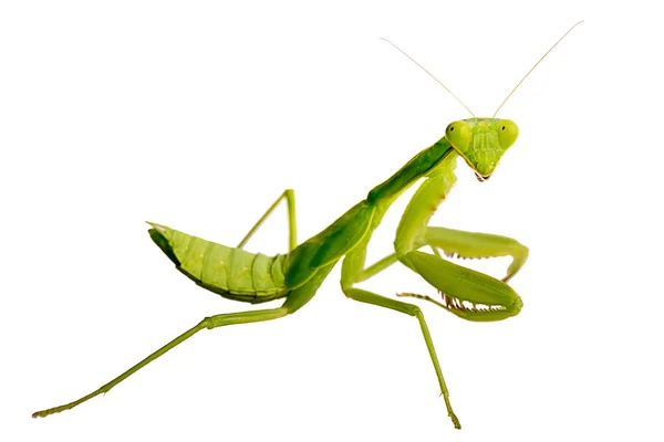 Soft Focus Grass Verde Mantodea Naturaleza Tropical Mantis —  Fotos de Stock