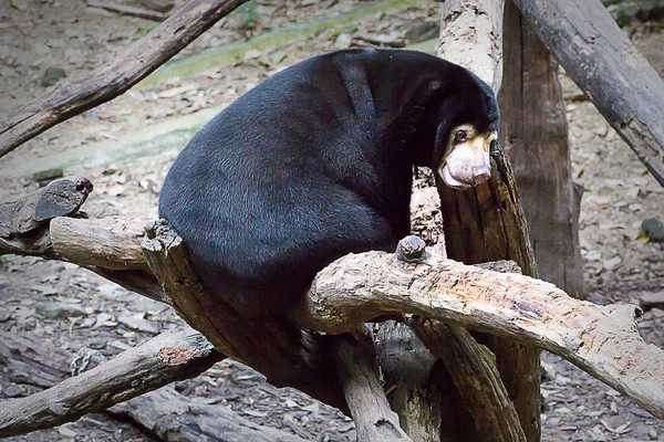 Honey Bear Parningssäsongen — Stockfoto