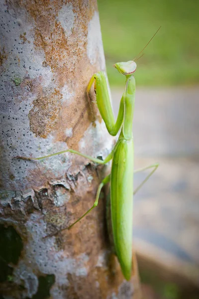 Mantis Oración Verde Árbol —  Fotos de Stock
