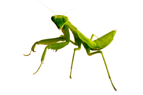 Enfoque Suave Mantis Sobre Fondo Blanco —  Fotos de Stock