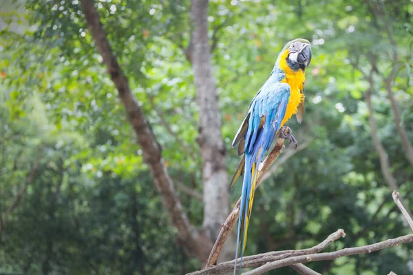 Blue Gold Macaw Nature — Stock Photo, Image