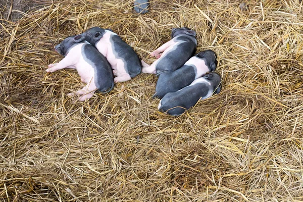 Piglets newborn lying on each other and sleeping in the straw in the barn