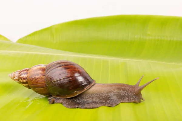 Caracol Con Hoja Plátano Aislado Sobre Fondo Blanco —  Fotos de Stock