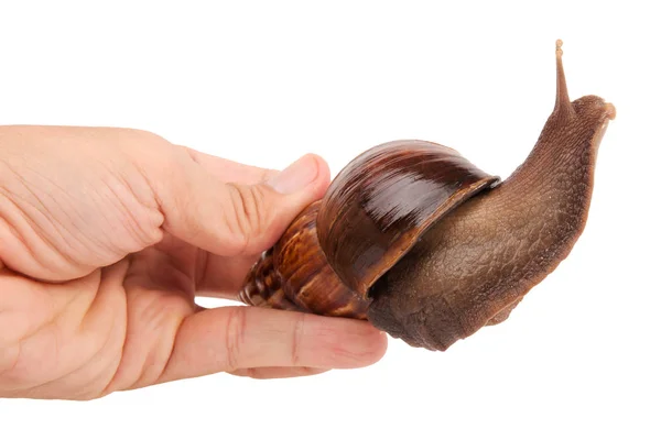 Caracol Con Mano Aislada Sobre Fondo Blanco —  Fotos de Stock