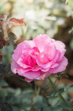 Renkli çiçeklerin arkaplan resmi, arka plan doğası