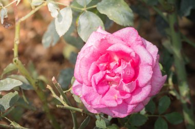 Renkli çiçeklerin arkaplan resmi, arka plan doğası