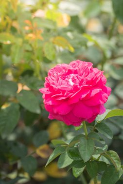 Renkli çiçeklerin arkaplan resmi, arka plan doğası