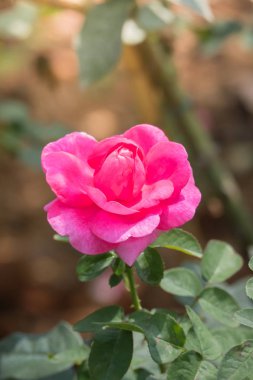 Renkli çiçeklerin arkaplan resmi, arka plan doğası