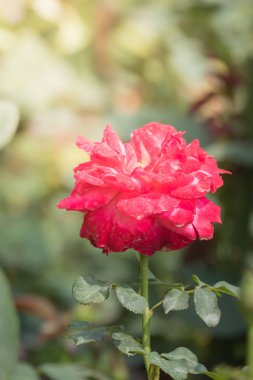 Renkli çiçeklerin arkaplan resmi, arka plan doğası