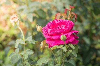 Renkli çiçeklerin arkaplan resmi, arka plan doğası