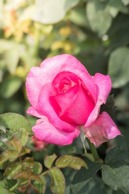 Renkli çiçeklerin arkaplan resmi, arka plan doğası