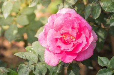 Renkli çiçeklerin arkaplan resmi, arka plan doğası