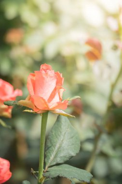 Renkli çiçeklerin arkaplan resmi, arka plan doğası