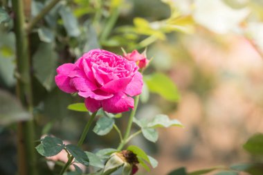 Renkli çiçeklerin arkaplan resmi, arka plan doğası