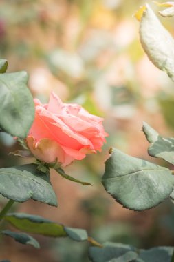 Renkli çiçeklerin arkaplan resmi, arka plan doğası