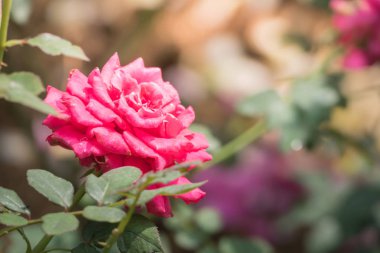 Renkli çiçeklerin arkaplan resmi, arka plan doğası