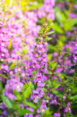 Renkli çiçeklerin arkaplan resmi, arka plan doğası