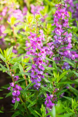 Renkli çiçeklerin arkaplan resmi, arka plan doğası