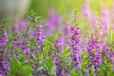 Renkli çiçeklerin arkaplan resmi, arka plan doğası