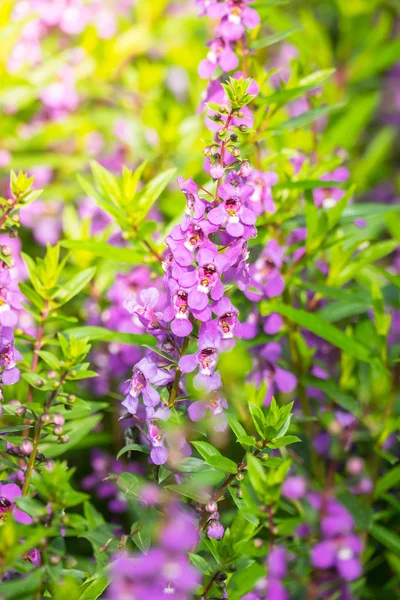 Image Fond Des Fleurs Colorées Fond Nature — Photo