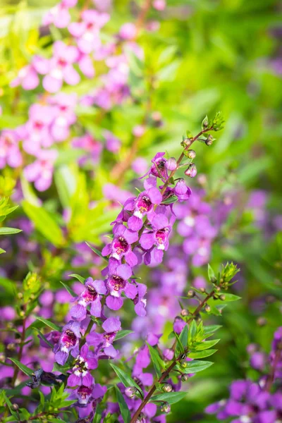 Das Hintergrundbild Der Bunten Blumen Hintergrund Natur — Stockfoto