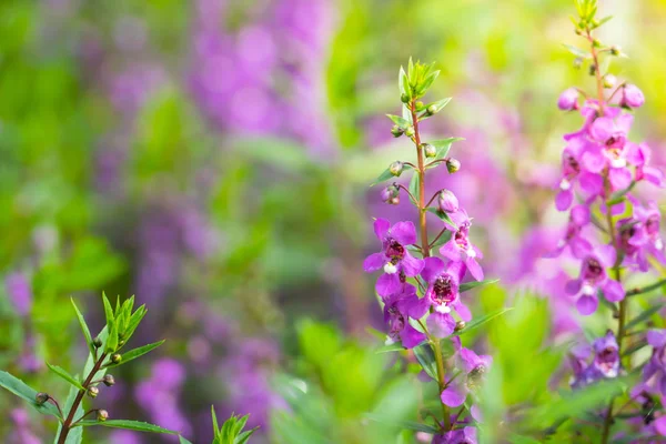 Immagine Sfondo Dei Fiori Colorati Sfondo Natura — Foto Stock