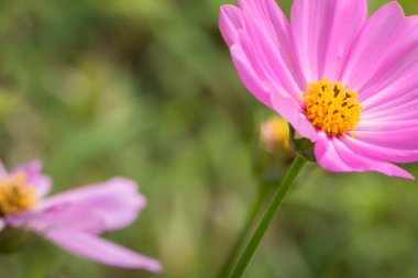 Renkli çiçeklerin arkaplan resmi, arka plan doğası