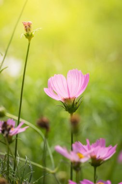 Renkli çiçeklerin arkaplan resmi, arka plan doğası