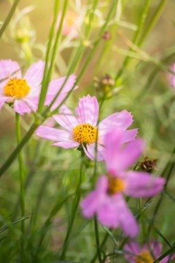 Renkli çiçeklerin arkaplan resmi, arka plan doğası