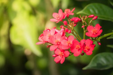 Renkli çiçeklerin arkaplan resmi, arka plan doğası