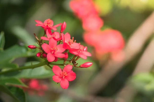 Das Hintergrundbild Der Bunten Blumen Hintergrund Natur — Stockfoto