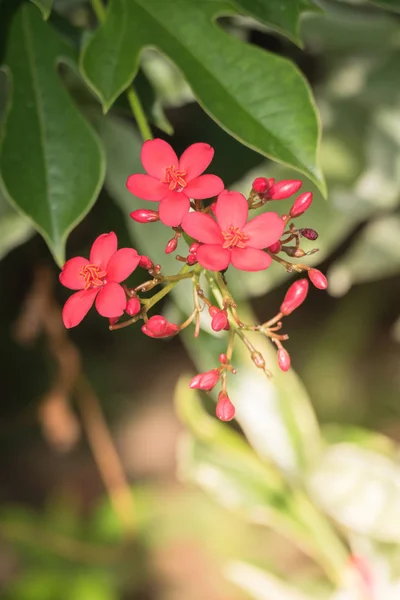 Image Fond Des Fleurs Colorées Fond Nature — Photo