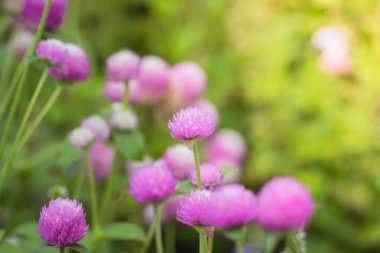 Renkli çiçeklerin arkaplan resmi, arka plan doğası