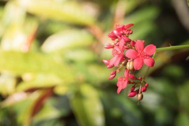 Renkli çiçeklerin arkaplan resmi, arka plan doğası