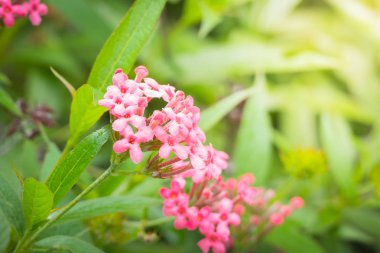 Renkli çiçeklerin arkaplan resmi, arka plan doğası