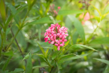 Renkli çiçeklerin arkaplan resmi, arka plan doğası