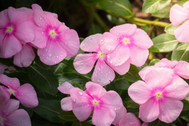 Renkli çiçeklerin arkaplan resmi, arka plan doğası