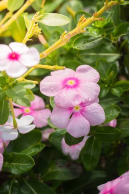 Renkli çiçeklerin arkaplan resmi, arka plan doğası