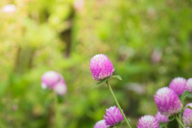 Renkli çiçeklerin arkaplan resmi, arka plan doğası