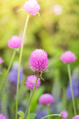 Renkli çiçeklerin arkaplan resmi, arka plan doğası