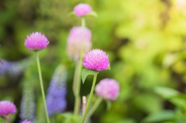 Renkli çiçeklerin arkaplan resmi, arka plan doğası