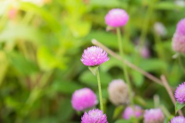 Renkli çiçeklerin arkaplan resmi, arka plan doğası