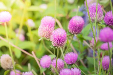 Renkli çiçeklerin arkaplan resmi, arka plan doğası