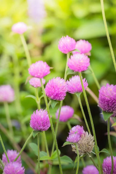 Background Image Colorful Flowers Background Nature — Stock Photo, Image